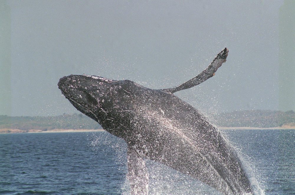 Ballenas_Playas_Nayarit_wikimedia_commons_Comision-Mexicana-de-Filmaciones-1000x663 - Estos son 8 lugares para ver ballenas en México
