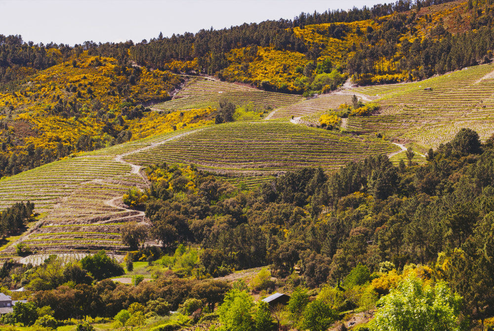 Este pueblito escondido a 2 horas de León tiene exquisitos vinos y bonitos paisajes
