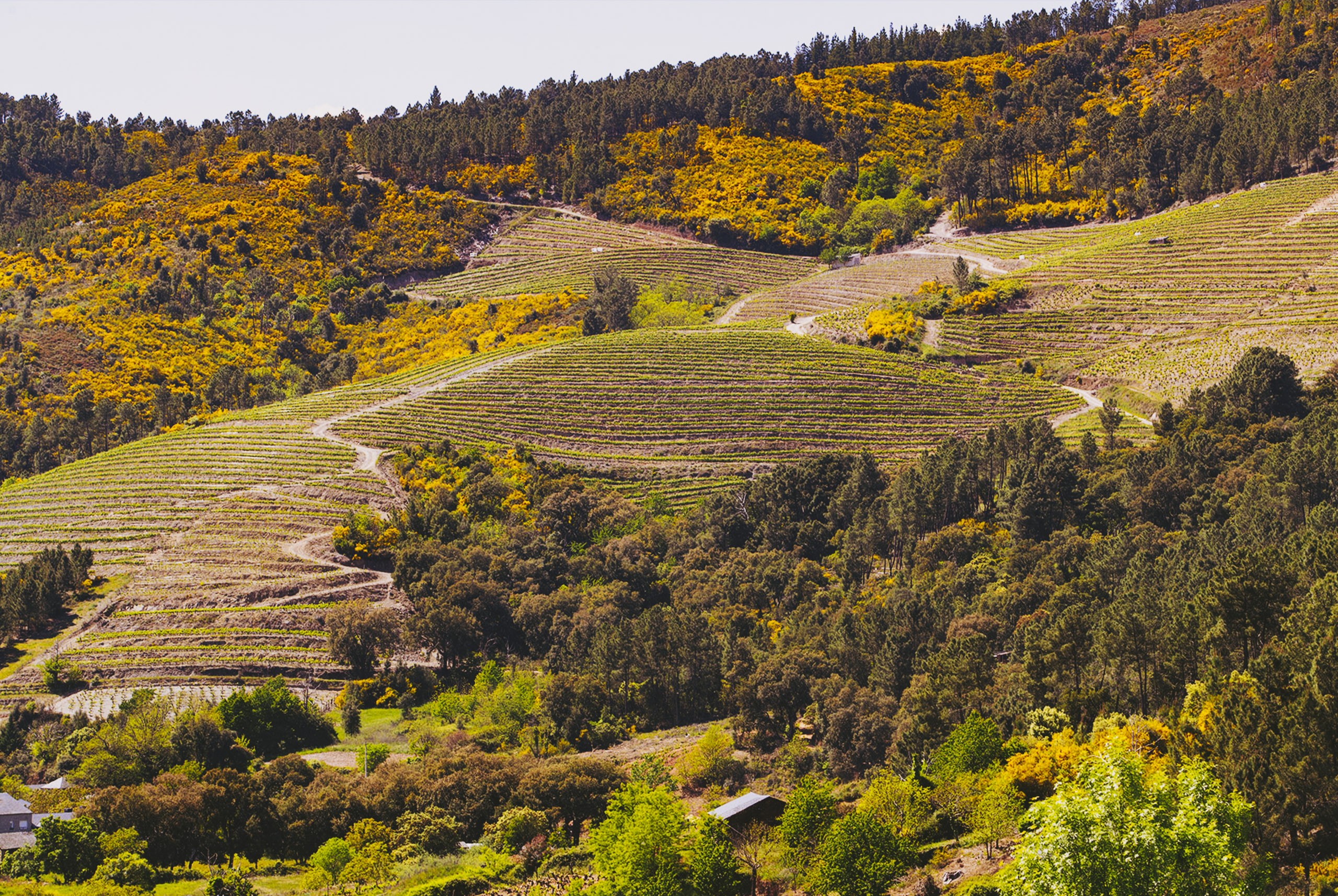 Este pueblito escondido a 2 horas de León tiene exquisitos vinos y bonitos paisajes