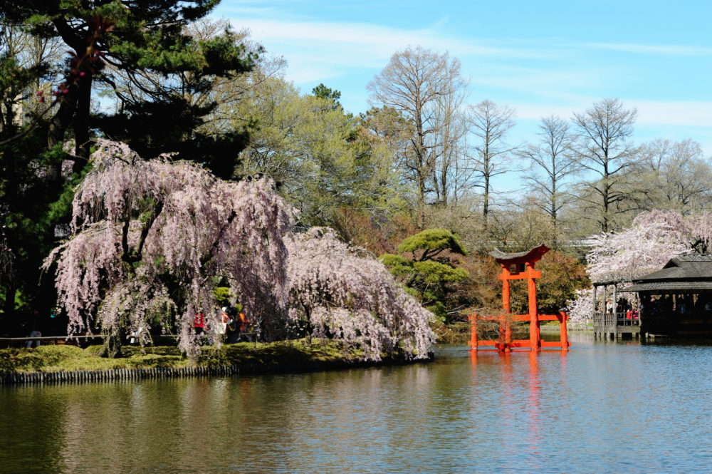 Brooklyn-Botanic-Garden-Japeneese-Pond-Photo-Julienne-Schaer-NYC-and-Company-1000x665 - La guía definitiva de Brooklyn, para que vivas la ciudad como un neoyorkino