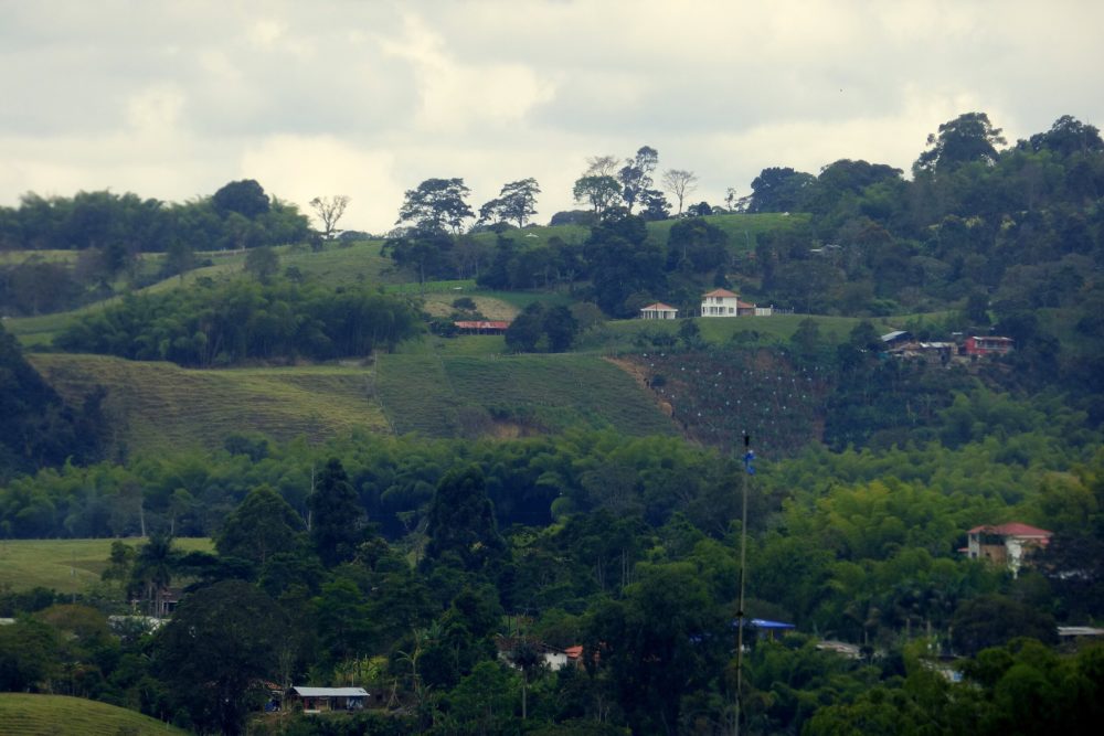 Cafe_Armenia_wikimedia_commons_Alejandro-Bayer-Tamayo-1000x667 - Ruta del Café en Colombia: qué hacer desde Filandia hasta Armenia y qué cafés se encuentran