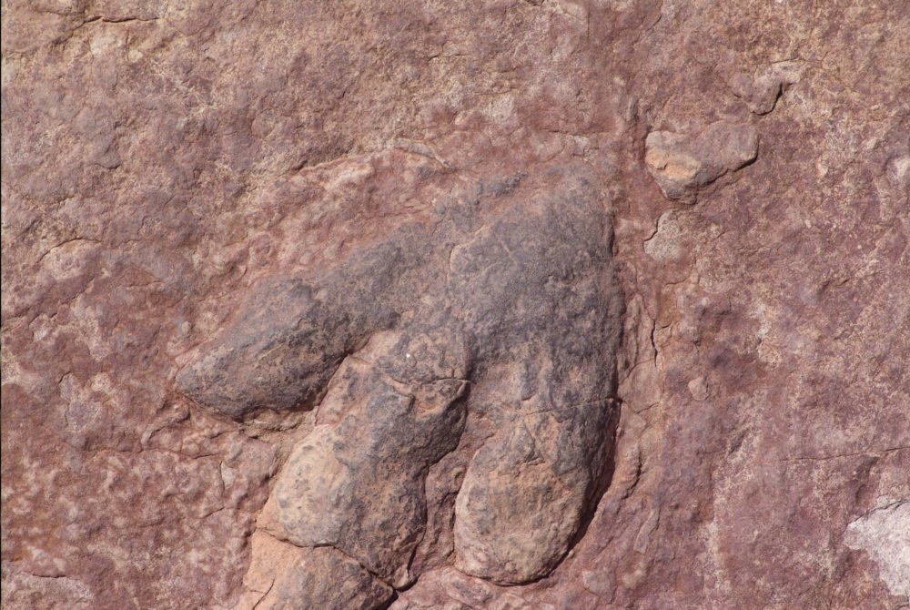 Dinosaurio3-1000x670 - Todos los estados para recorrer en la Ruta de los Dinosaurios: qué hacer y ver en el Jurassic Park de México