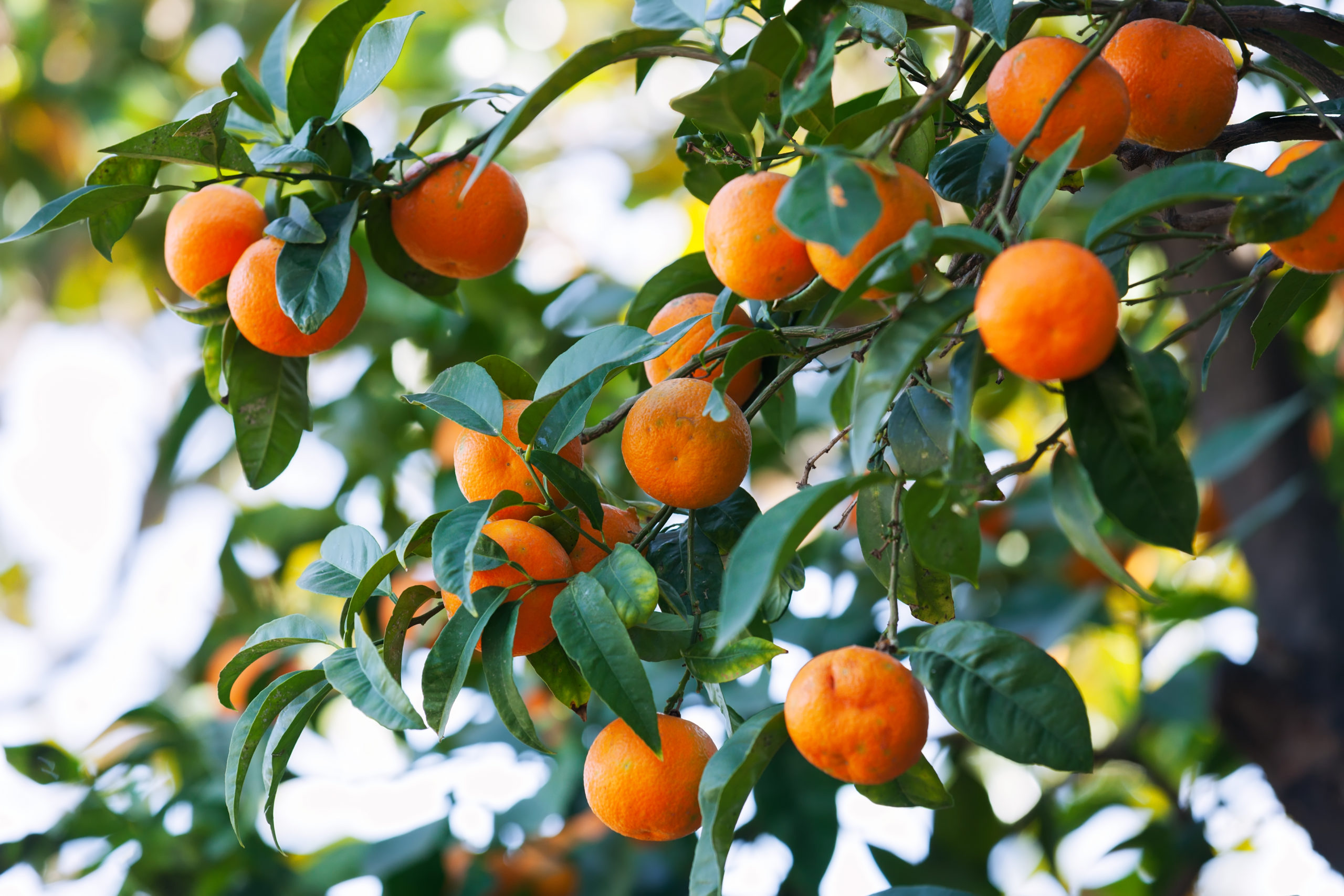 El Pueblo Mágico con riquísimas naranjas y bonitos paisajes en la naturaleza para visitar en Nuevo Léon El Pueblo Mágico con riquísimas naranjas y bonitos paisajes en la naturaleza para visitar en Nuevo Léon