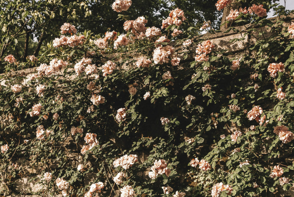 Flores-Jardin-1000x670 - Llega el Festival de Flores y Jardines a la CDMX: es gratis y gran plan de fin de semana
