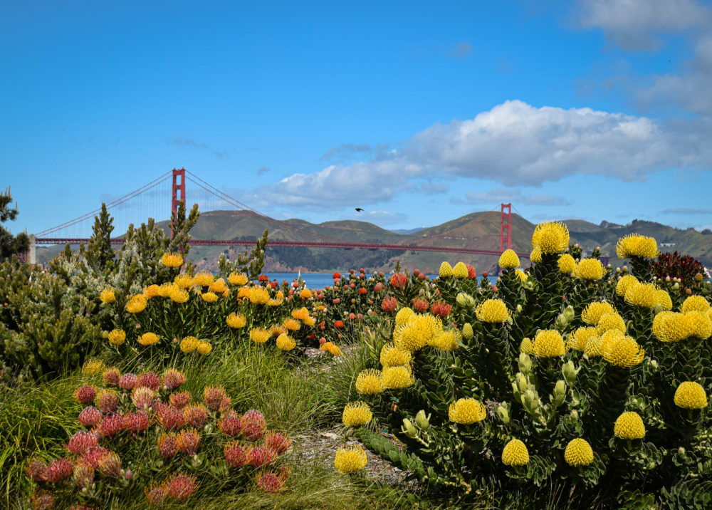 Golden-Gate6-1000x716 - San Francisco: las 3 mejores vistas del Golden Gate