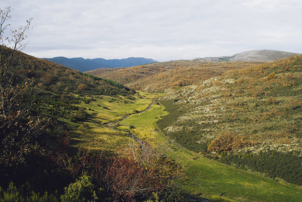 Hayedo-Tejera-Negra-1000x670 - El pueblito cerca de Guadalajara que es único por los colores de su vegetación y vida silvestre