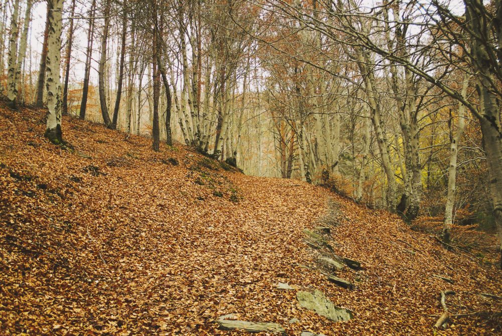 Hayedo-Tejera-Negra3-1000x670 - El pueblito cerca de Guadalajara que es único por los colores de su vegetación y vida silvestre