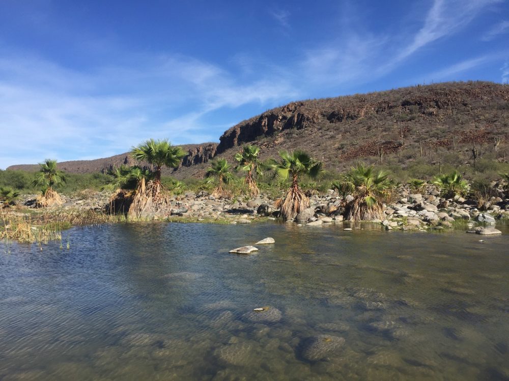 La_Purisima_wikimedia_commons_Selena-Cortes-1000x750 - El oasis con refrescantes aguas a 2 horas de Loreto en medio del desierto