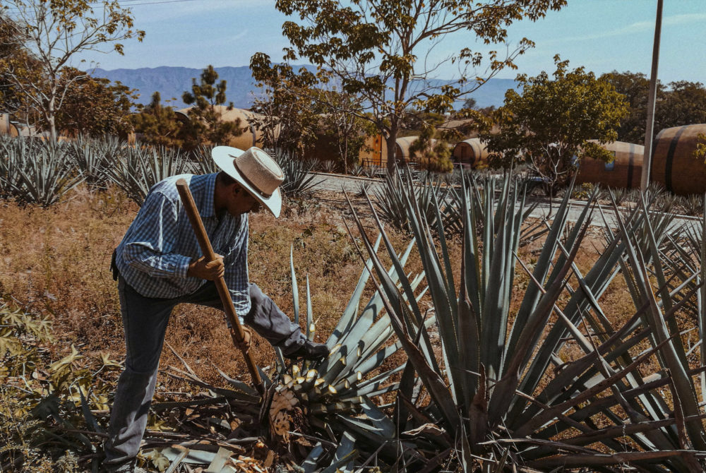 Mezcal-1000x670 - Cuáles son los Pueblos Mágicos para degustar el mejor mezcal