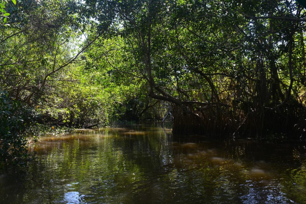 Pantanos_de_Centla_Frontera_wikimedia_commons_Marcela-Rivera-Ospina-1000x667 - Este Pueblo Mágico costero a 1 hora de Villahermosa resguarda bonitas playas, riquísimos ceviches y espectaculares humedales