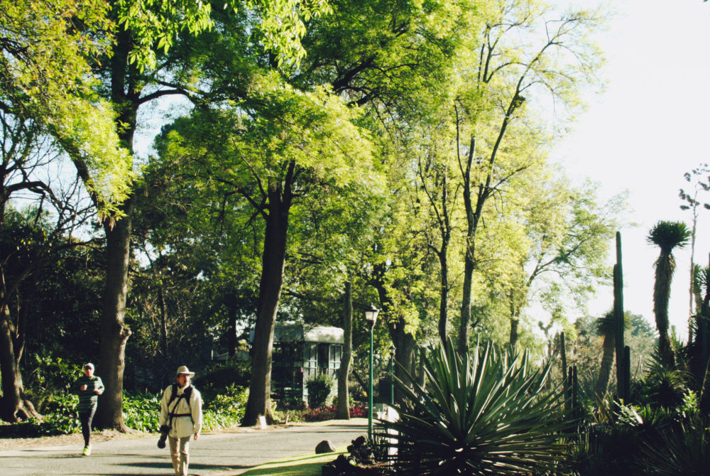 Pedregal-San-Angel-1000x670 - La imponente colonia residencial en CDMX donde vive Belinda