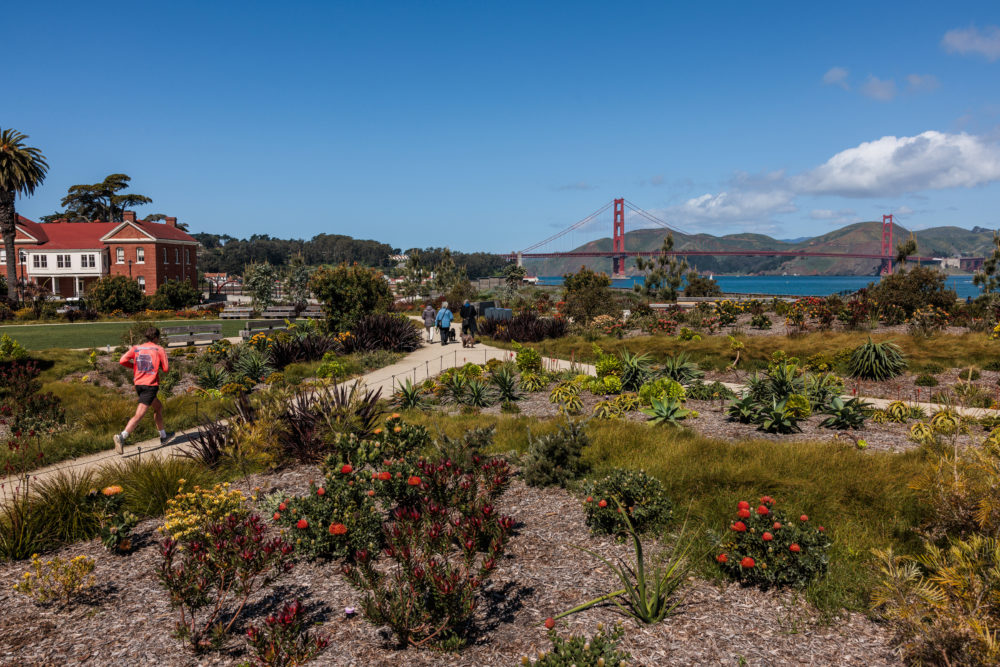 Presidio-Tunnel-Tops-1000x667 - Si ya conoces San Francisco, te comparto 5 experiencias para volver a sorprenderte