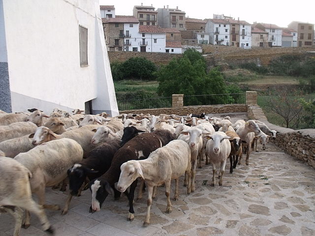Rebano-de-ovejas-en-Iglesuela-del-Cid.-Commons-Wikimedia-19Tarrestnom65 - El precioso pueblo que casi nadie conoce en Aragón, tiene impactantes palacios renacentistas y lindas callecitas