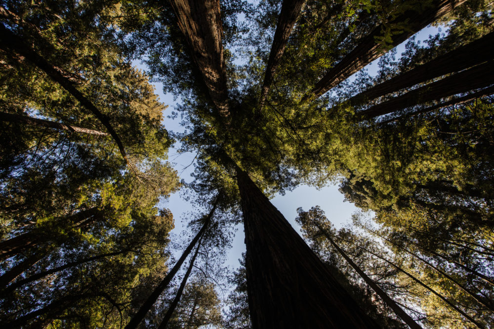 Redwoods-Sonoma-California.jpg-1000x667 - No te hablo de Sonora, te hablo de Sonoma, California