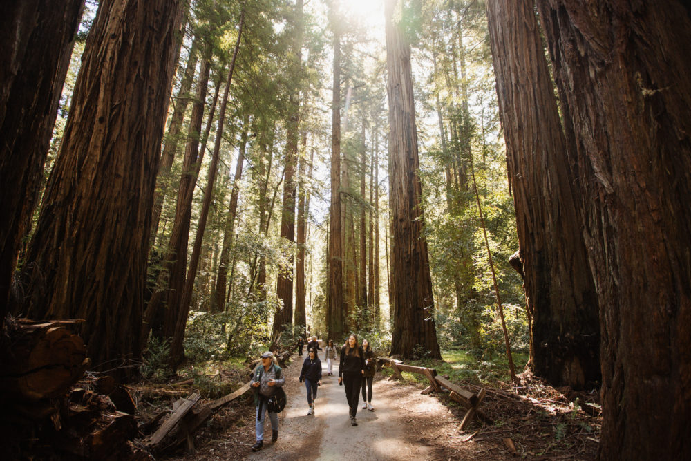 Redwoods-Sonoma-California2-1000x667 - No te hablo de Sonora, te hablo de Sonoma, California