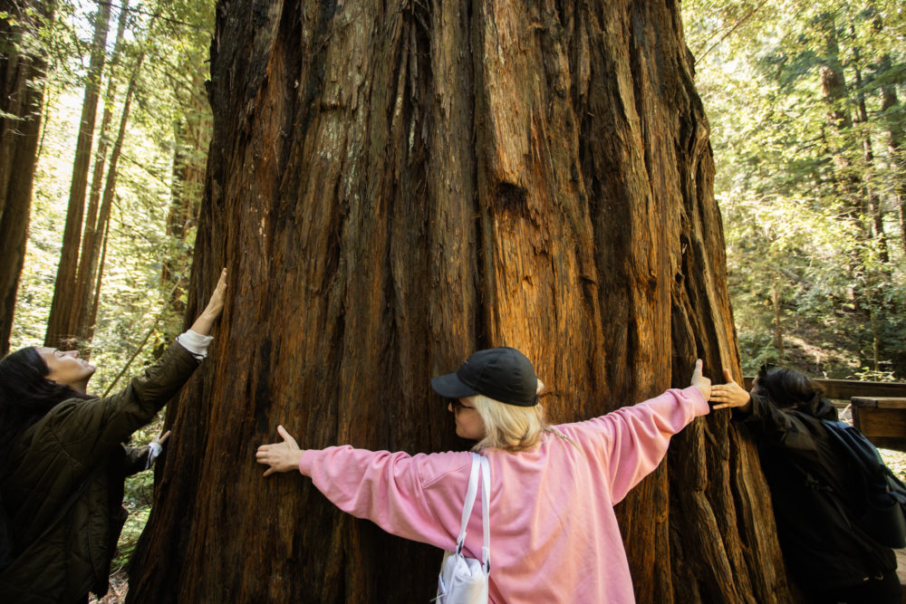 Redwoods-Sonoma-California3-1000x667 - No te hablo de Sonora, te hablo de Sonoma, California