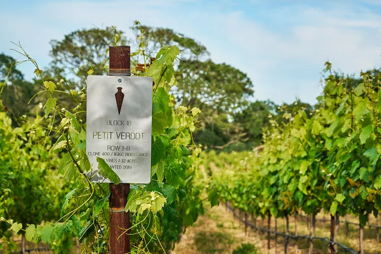 TAL-vineyards-montage-healdsburg-MONTAGELABEL0424-9ecd89bf03624c91bf4de35c8cc74fe1 - Este lujoso resort del norte de California ahora elabora su propio vino y solo puedes probarlo en la propiedad