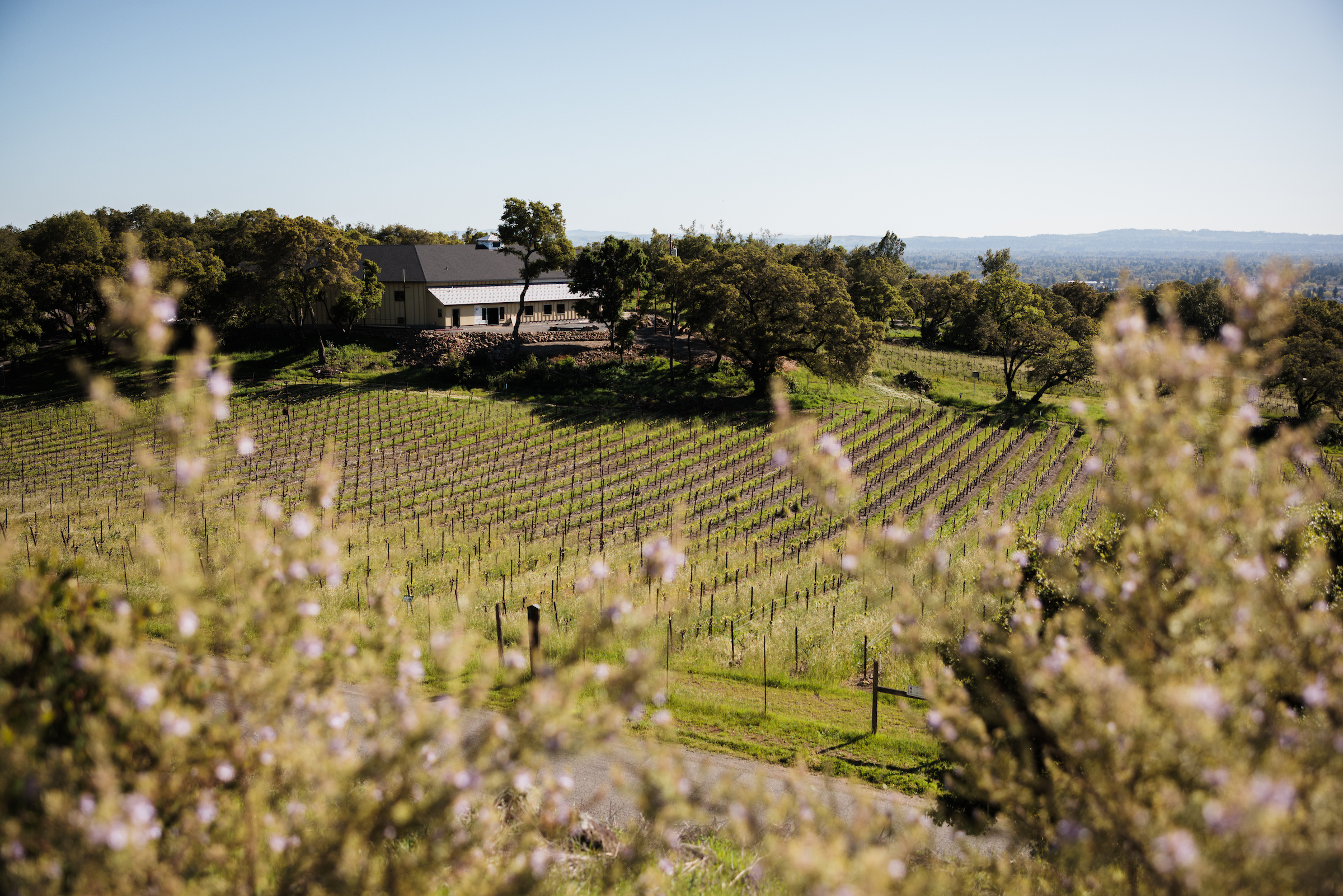 No te hablo de Sonora, te hablo de Sonoma, California