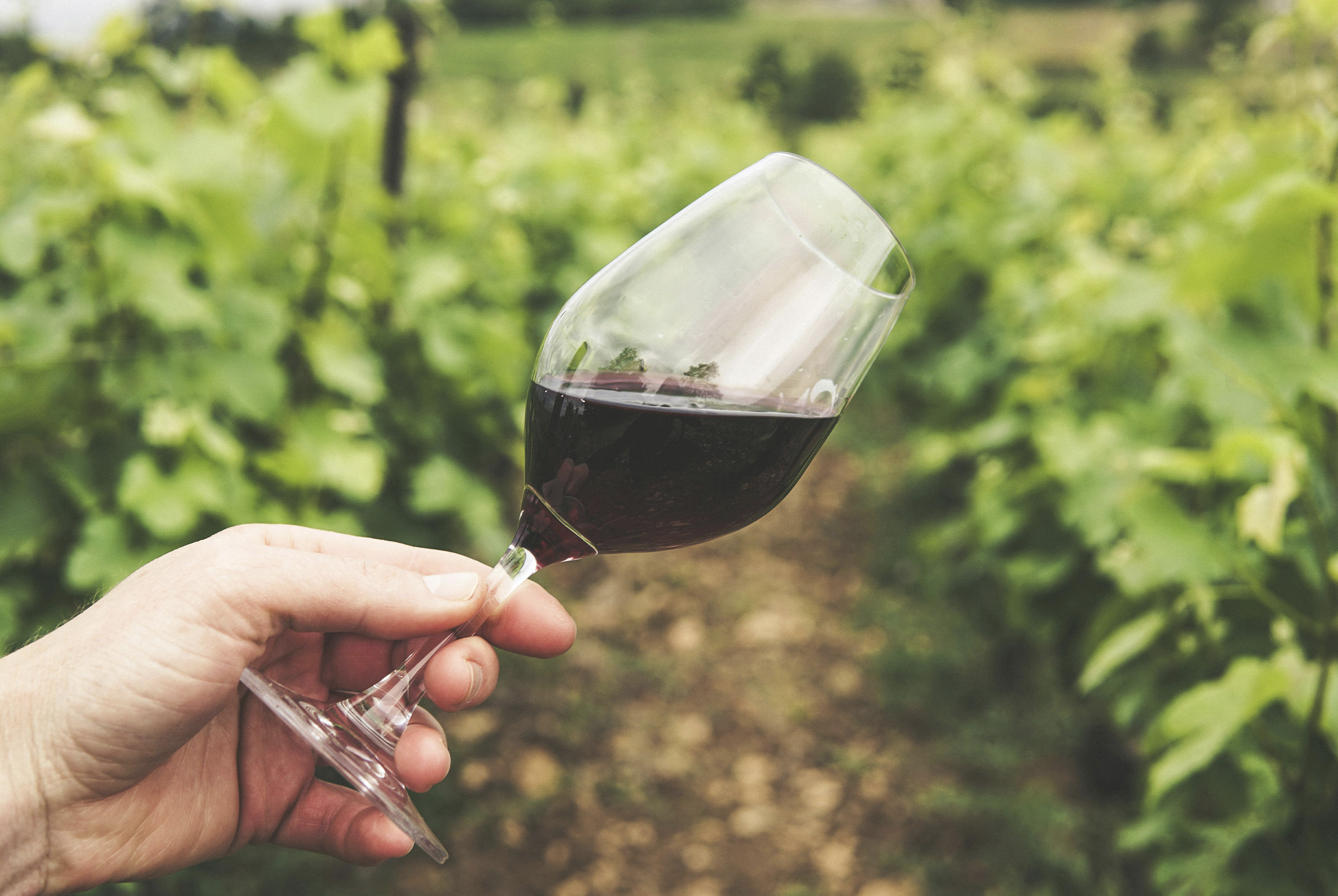 No es la Rioja: la Ruta del Vino poco conocida de España con exquisitos vinos y bodegas