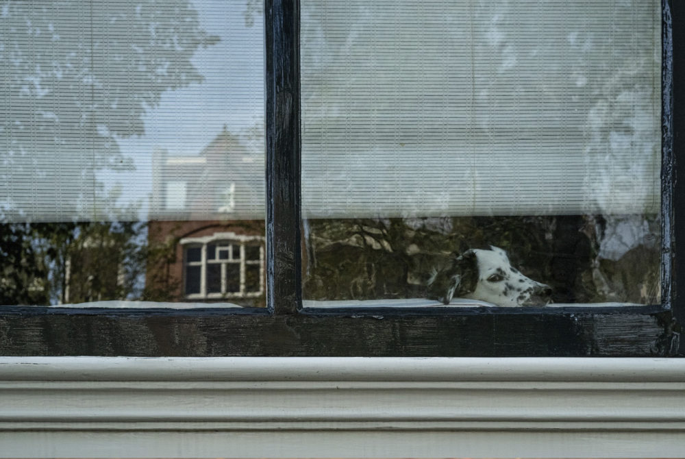 amsterdam-perro-1000x670 - Cuáles son las 5 ciudades más pet friendly de todo Europa