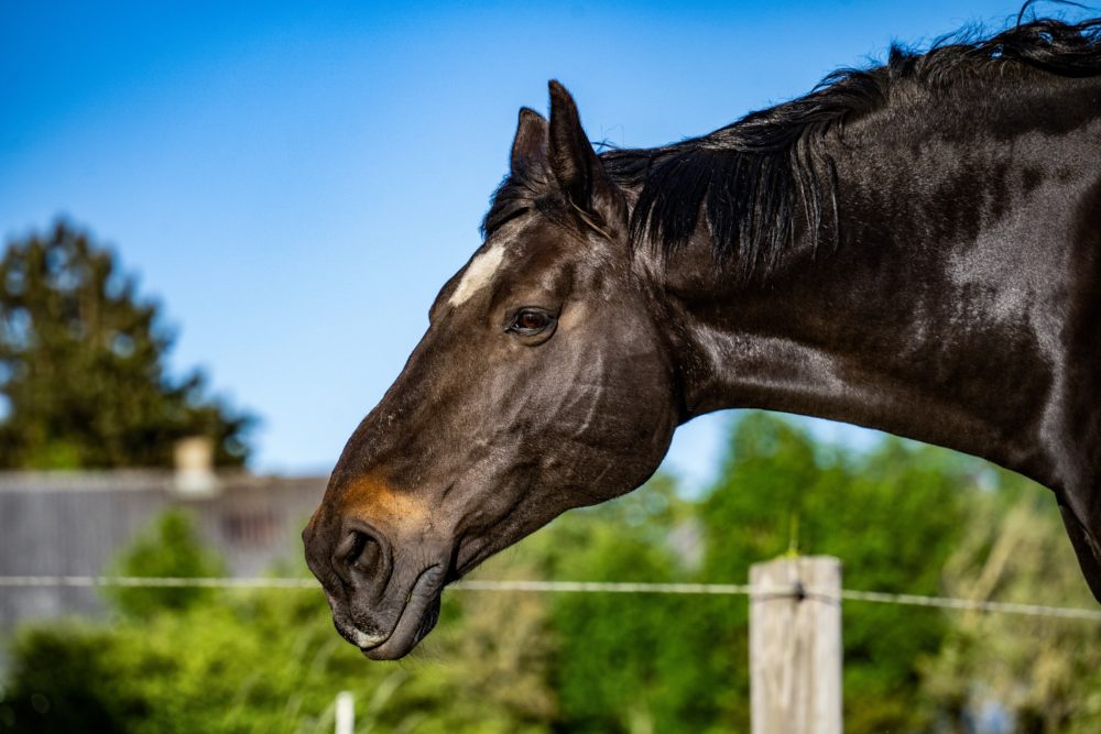 caballo_pixabay-1000x667 - La exclusiva estancia en Lobos donde se hospedó el príncipe Harry durante su visita a Argentina en 2004