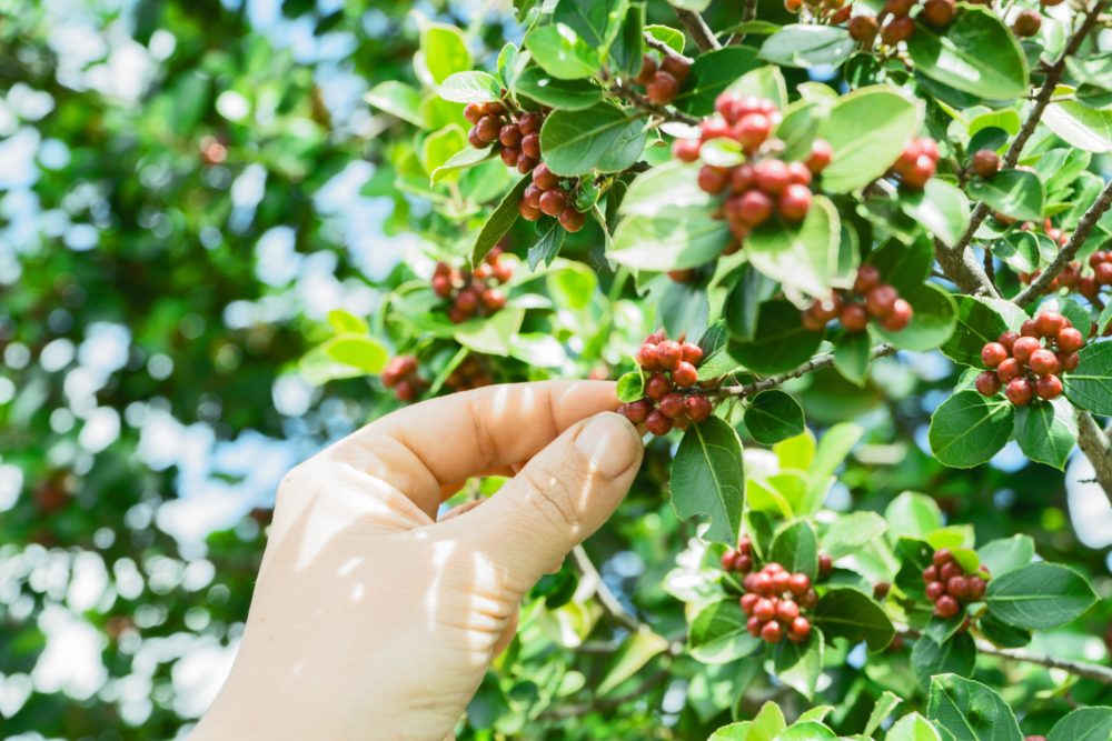 cafe_planta_pixabay-1000x667 - Filandia, el pueblo colombiano que combina delicioso café y parques naturales destacados por la Organización Mundial del Turismo