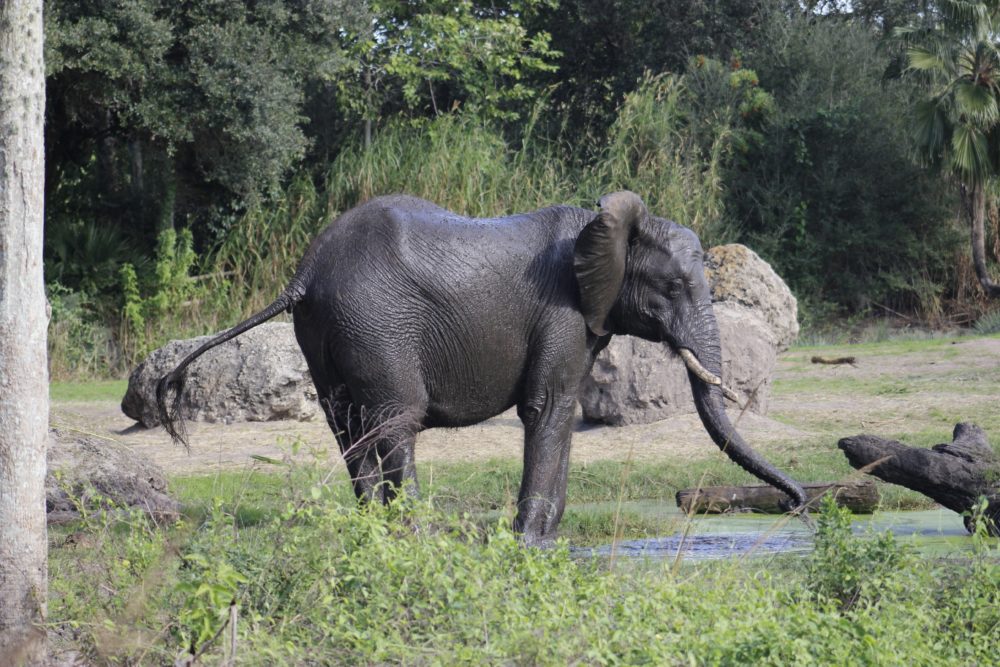 disney-4004726-1000x667 - Disney World: este es el itinerario perfecto para aprovechar al máximo cada parque