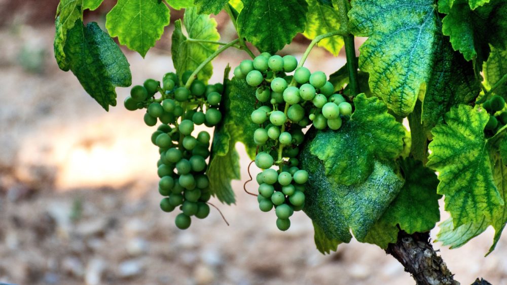 grapes-3787534-1000x563 - No es la Rioja: la Ruta del Vino poco conocida de España con exquisitos vinos y bodegas