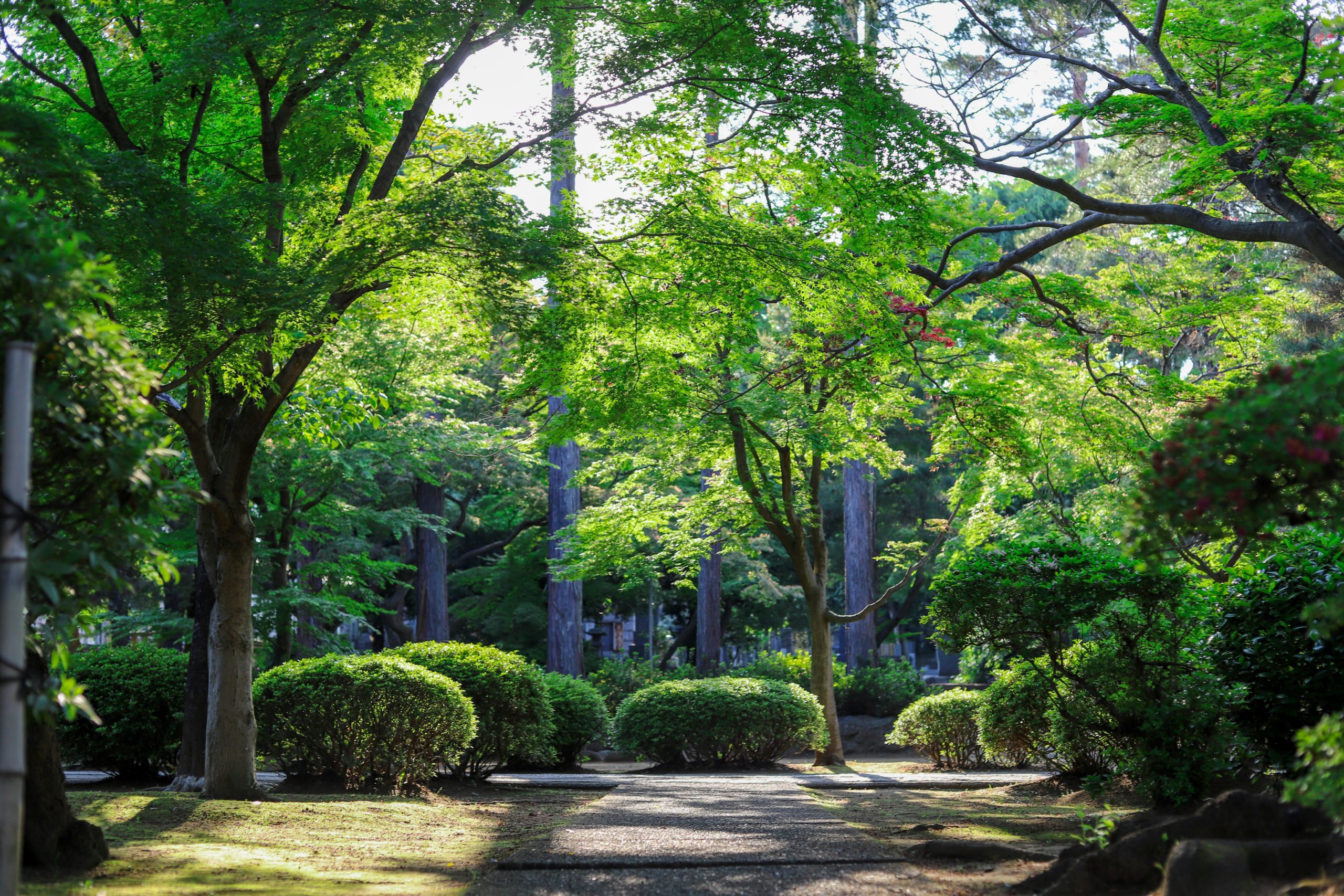 Jardines secretos en  Buenos Aires: historia, cultura y naturaleza