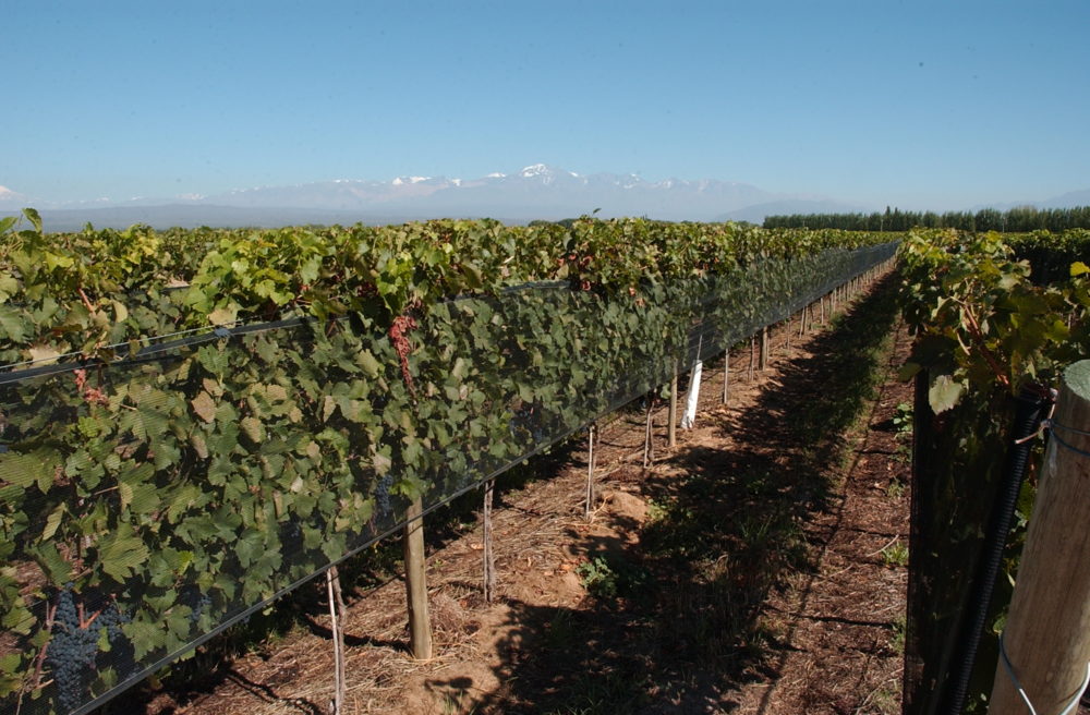 lujan_de_cuyo_wikimedia_commons_Juan-Pelizzatti-1000x656 - Cuáles son las regiones de Mendoza con las mejores bodegas para descubrir el vino argentino