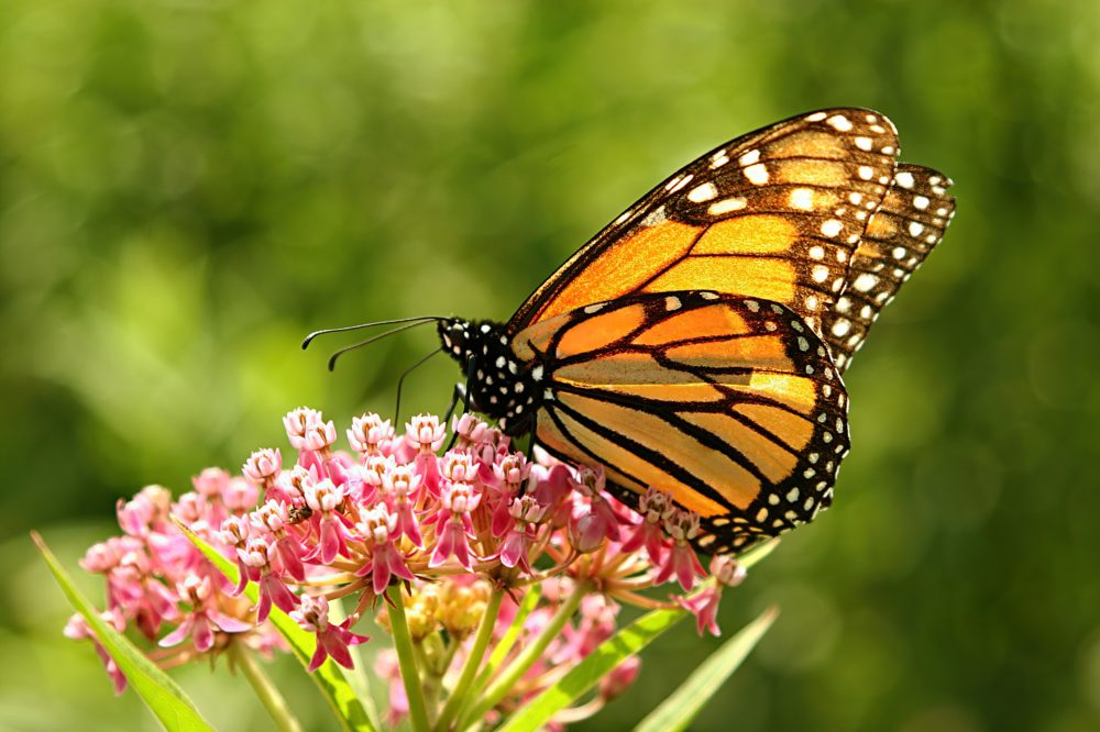 mariposa_monarca_pixabay-1000x666 - El hermoso Pueblo Mágico a 3 horas de la CDMX con bellos paisajes naturales y muchas mariposas