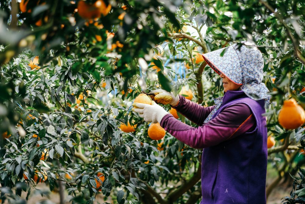 mujer_surcoreana_recolectando_mandarinas-1000x667 - Isla de Jeju, el Hawái de Corea del Sur