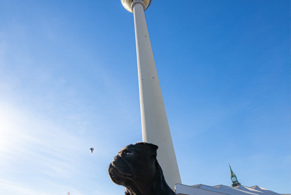 perro-berlin-1000x670 - Cuáles son las 5 ciudades más pet friendly de todo Europa