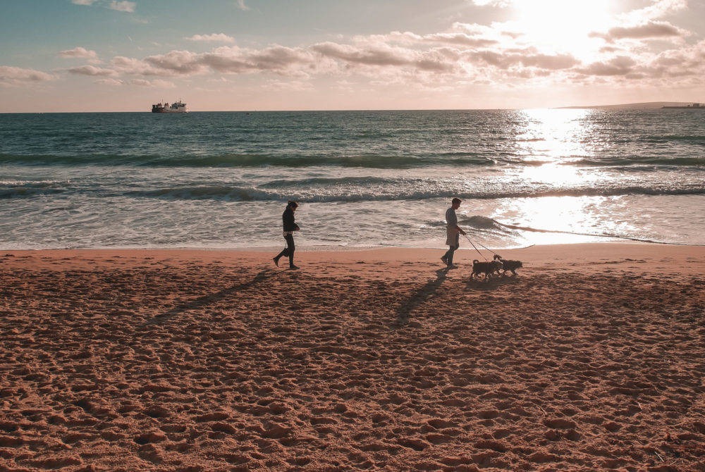 perro-playa-1000x670 - Cuáles son las 5 ciudades más pet friendly de todo Europa