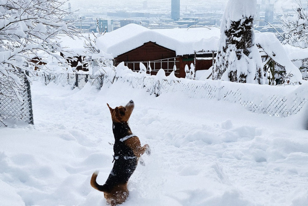 perro-zurich-1000x670 - Cuáles son las 5 ciudades más pet friendly de todo Europa