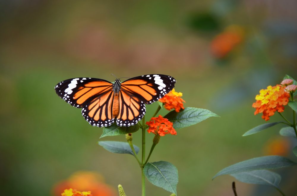 El hermoso Pueblo Mágico a 3 horas de la CDMX con bellos paisajes naturales y muchas mariposas
