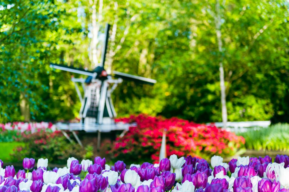 tulipanes_con_un_molino_de_fondo-1-1000x665 - Los Países Bajos se visten de gala con la temporada de tulipanes