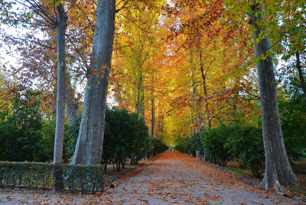 Caminata-Aranjuez-1000x670 - Son parte de los jardines más hermosos de España, están declarados Patrimonios de la Humanidad por la UNESCO y están cerca de Madrid