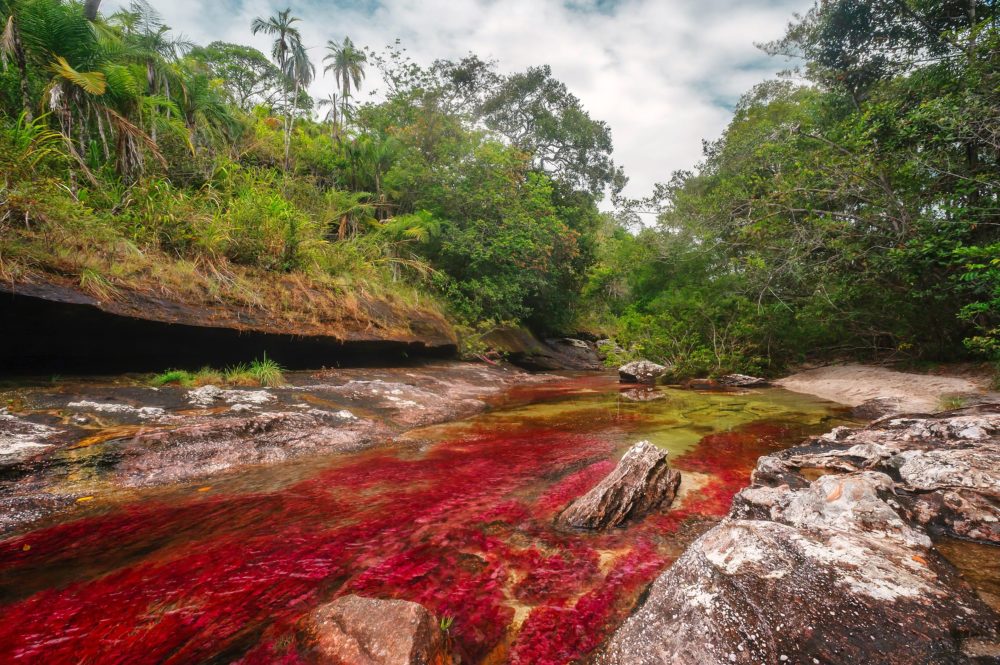 Cano_Cristales_La_Macarena_wikimedia_commons_Mario-Carvajal-1000x665 - La pequeña ciudad en Colombia que alberga "el río más hermoso del mundo" y hermosos paisajes naturales para descansar