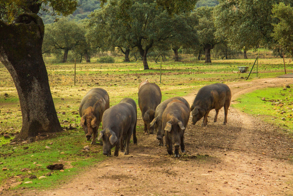 Guijuelo-1000x670 - El pueblito con un delicioso jamón ibérico tradicional para degustar a 40 minutos de Salamanca con bonitos senderos y paisajes para caminar