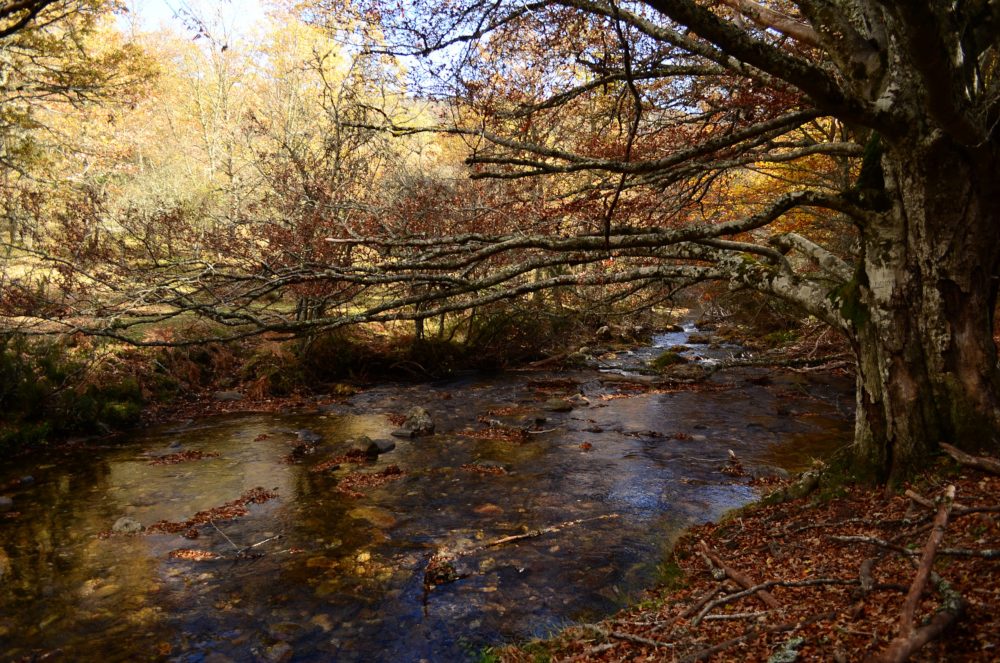 Hayedo_de_Montejo_wikimedia_commons_Dapatxi-1000x663 - Cuáles son todos los Patrimonios de la Humanidad de la Comunidad de Madrid declarados por la UNESCO