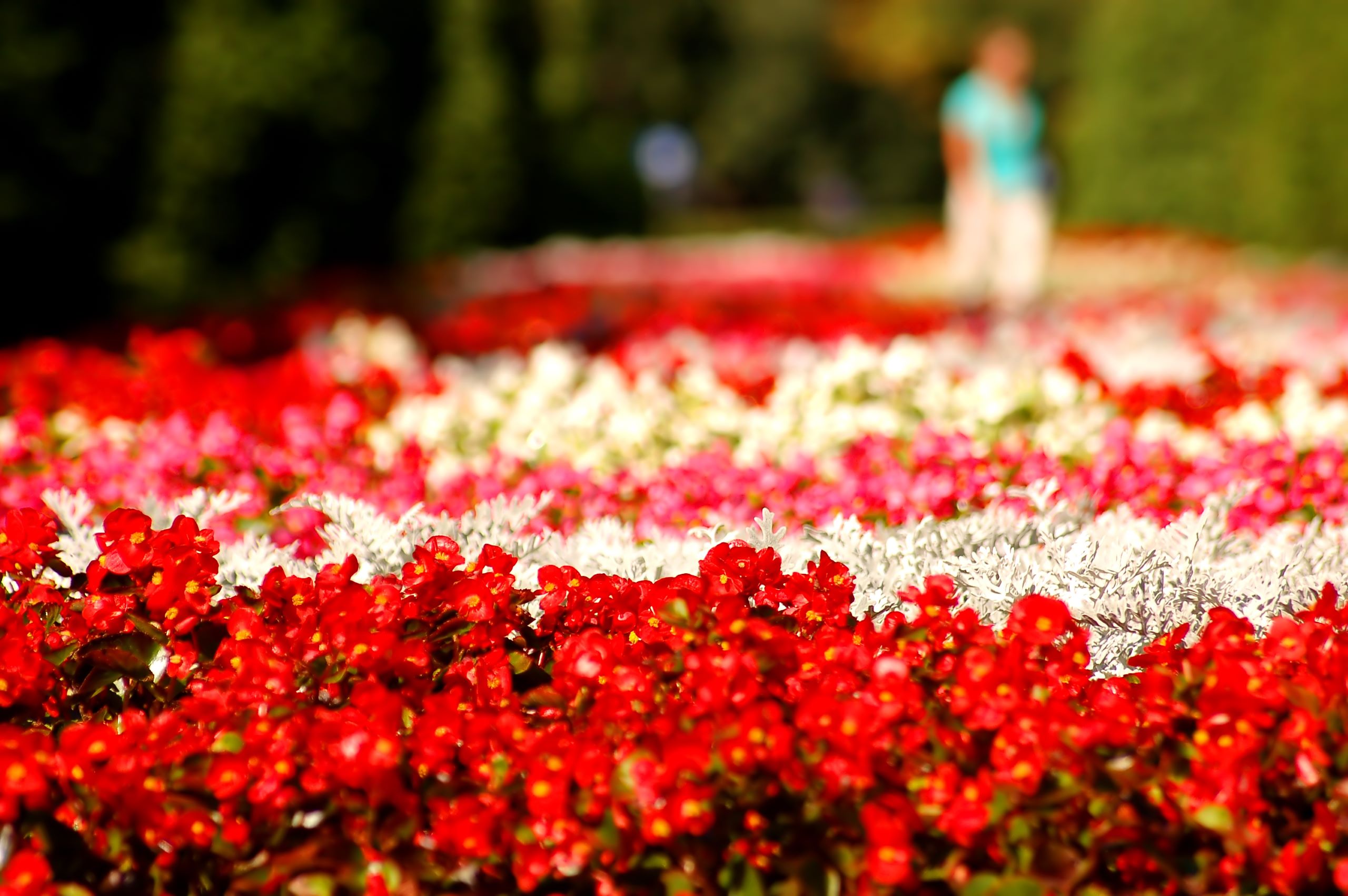 Son parte de los jardines más hermosos de España, están declarados Patrimonios de la Humanidad por la UNESCO y están cerca de Madrid