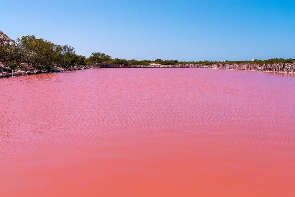 Laguna_Rosada_2_Of_4_Yucatan_Mexico_248352743-1-1000x668 - La increíble laguna de color rosa a 3 horas de Cancún que sorprende a todos los turistas y es perfecta para una escapada