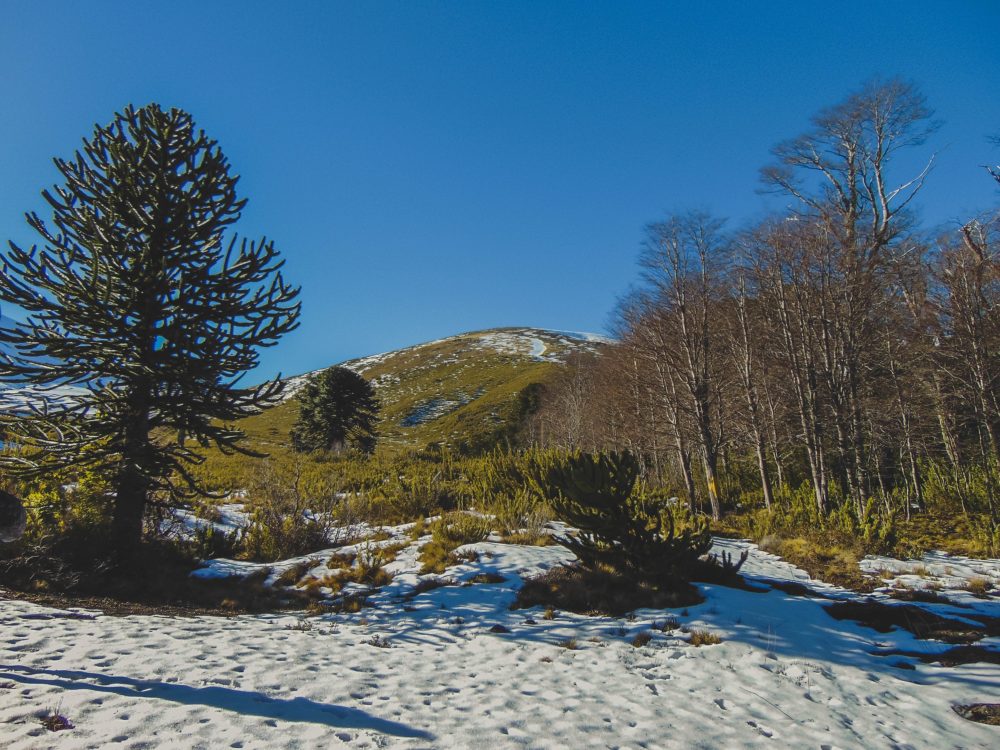 Malalcahuello_wikimedia_commons_O.gomez01-1000x750 - El pueblito de Chile que parece de cuento de hadas y fue nominado por la ONU Turismo como uno de los más bellos del mundo