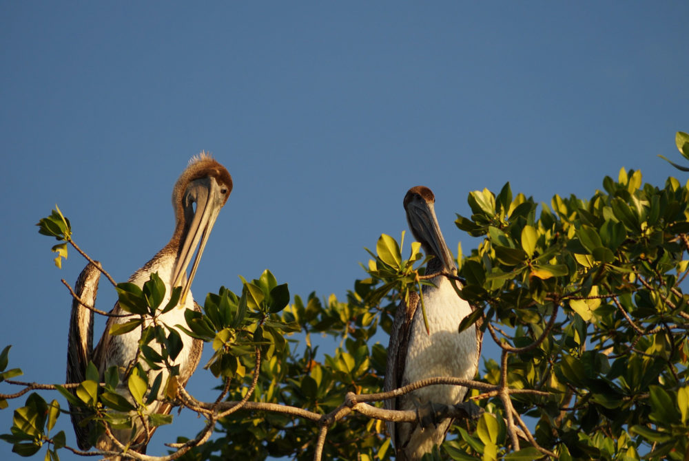 Manialtepec2-1000x670 - La impactante laguna con aguas con bioluminiscencia a 20 minutos de Puerto Escondido