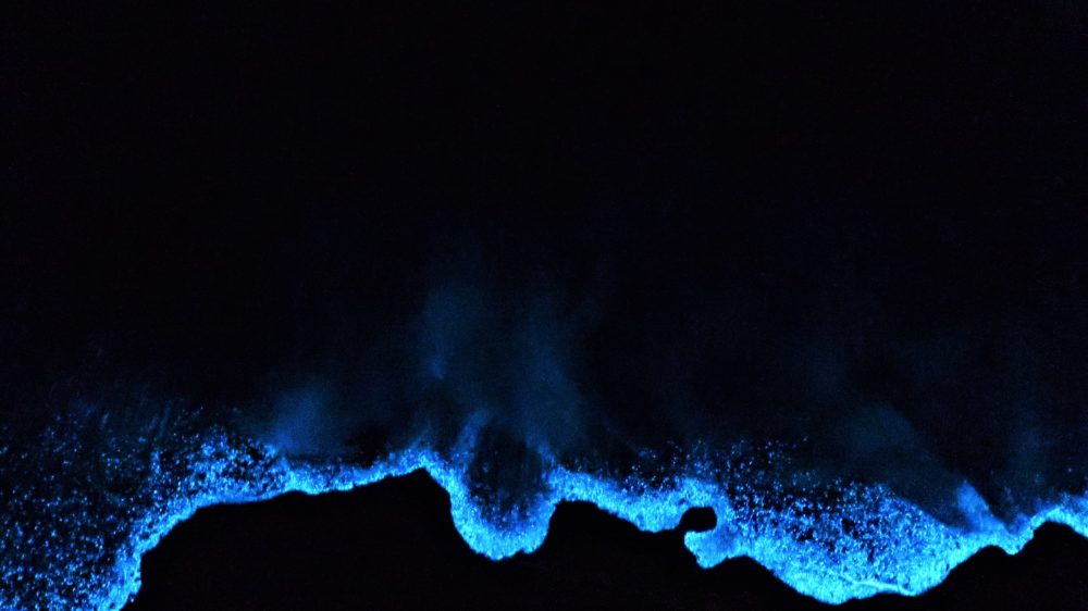 No es Holbox: las alucinantes lagunas donde se puede ver la bioluminiscencia en las costas oaxaqueñas
