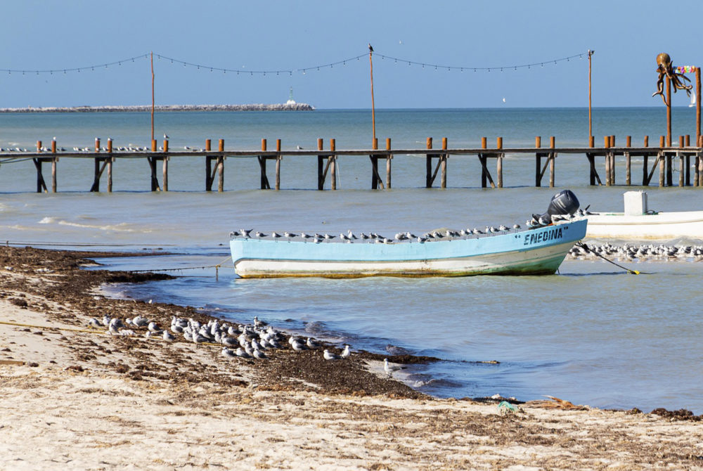 Sargazo-1000x670 - Cuándo no hay sargazo en Punta Cana