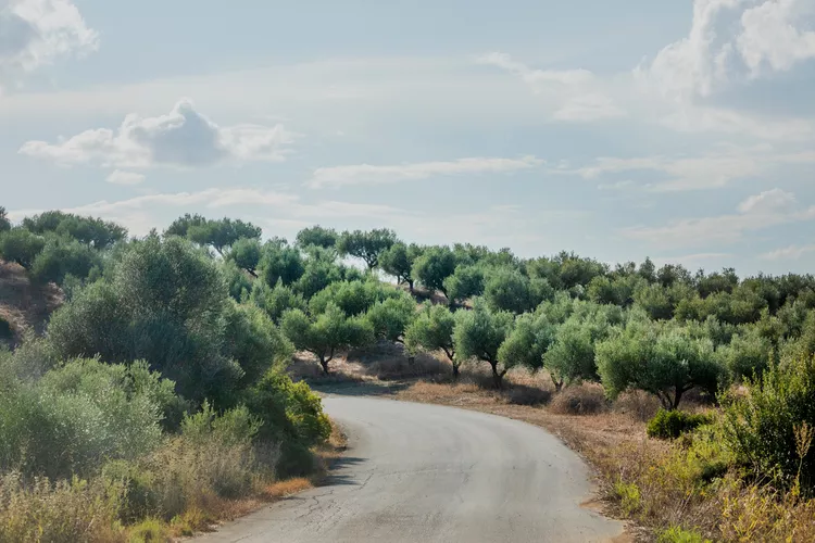 TAL-messinia-olive-groves-COSTANAVARINO0524-f5fc4be307fa48bebbfc8828fd06edaa - Me quedé en el primer hotel Mandarin Oriental de Grecia en Mesene. Te cuento cómo fue la experiencia.