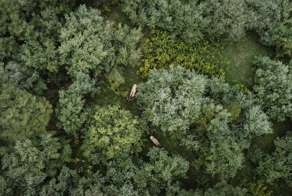 Este precioso parque está a 50 minutos de Durango y es perfecto para caminar, ver animales y acampar bajo las estrellas