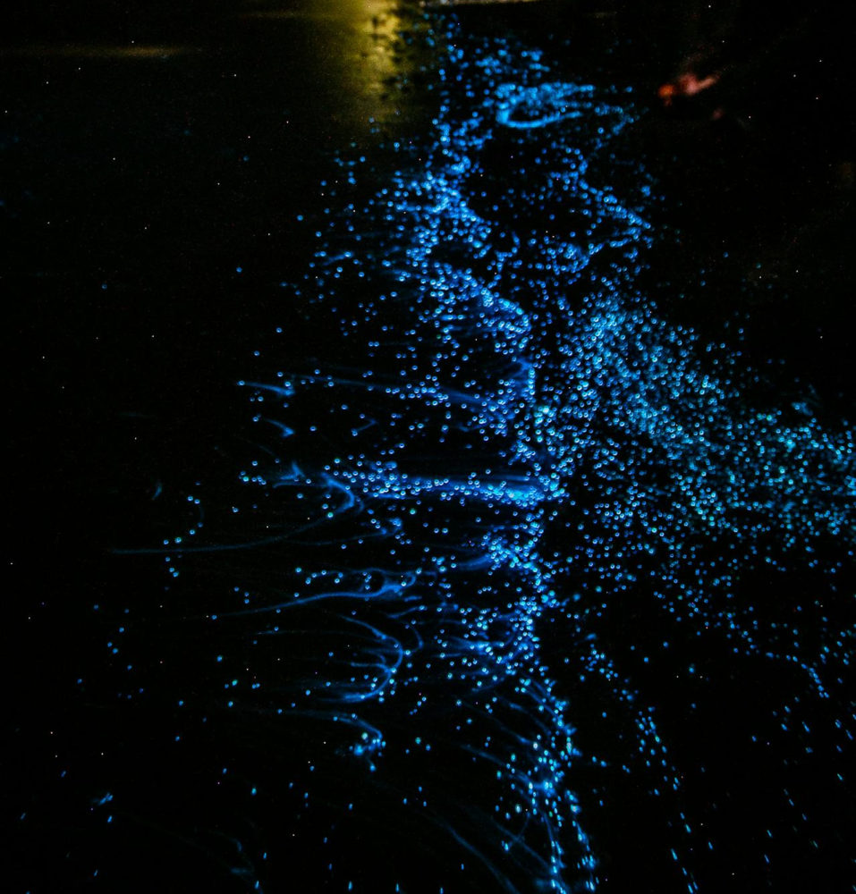 bioluminiscencia-3-957x1000 - Es una de las playas más bonitas de México, tiene aguas cristalinas con bioluminiscencia y está a pocos minutos de Puerto Vallarta
